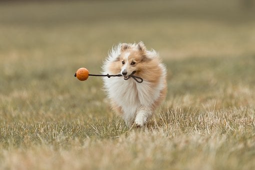 Hund, Tier, Haustier, Haustier, Natur