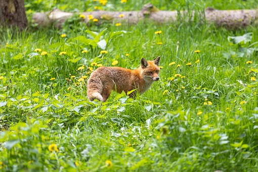 Tier, Natur, Tierwelt, Wald, Fuchs