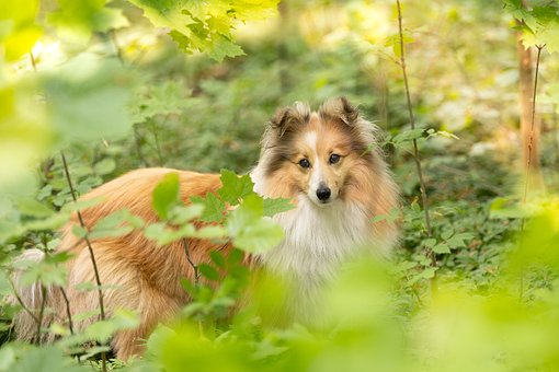 Hund, Tier, Haustier, Natur, Säugetier