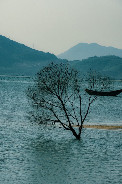 Free Tree Sea photo and picture