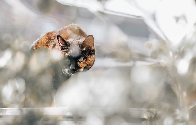 Katze, Tier, Katzen, Schnurrhaare