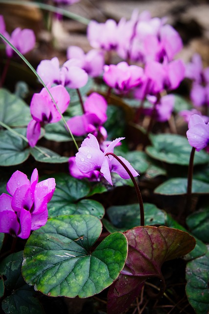 Cyklamen, Lilla, Blomst, Plante, Natur