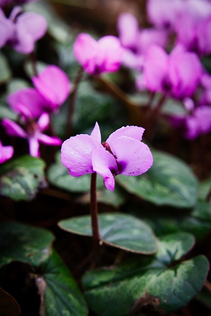 Cyklamen, Lilla, Blomst, Plante, Natur
