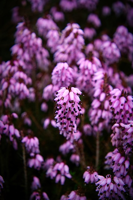 Lyng, Erika, Violet, Plante, Natur