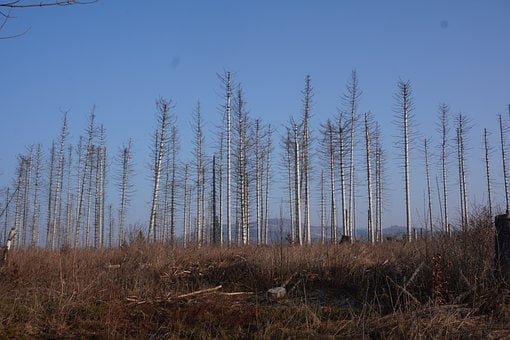 Bos, Droge Bomen, Blauwe Lucht