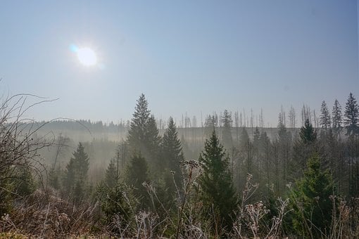 Natuur, Mist, Zon, Heuvels, Ochtend, Bos