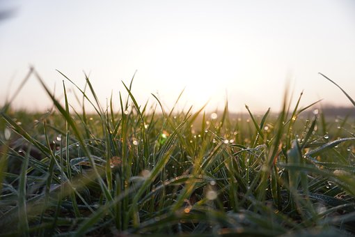 Gras, Dauw, Ochtend, Druppel, Zonsopgang