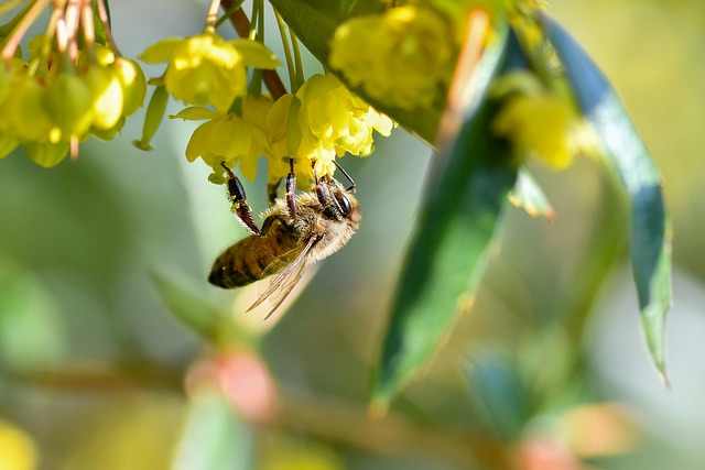 Free Bee Flower Wallpaper photo and picture