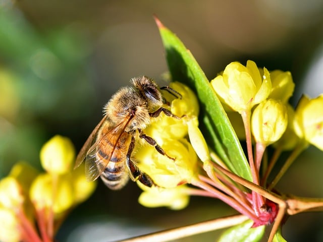 Free Bee Insect photo and picture