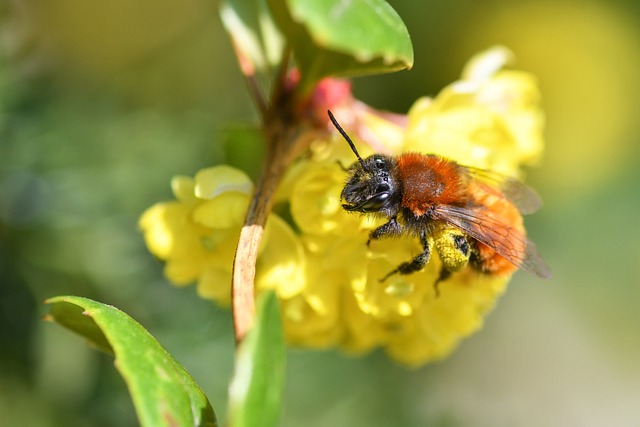 Free Bee Mason photo and picture