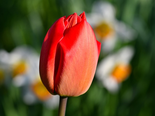 Tulpe, Blume, Makro, Garten