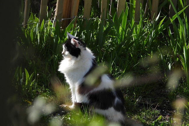 Free Cat Cat Outdoors photo and picture