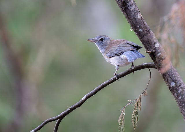 grey shrikethrush, grey shrike-thrush, thrush, bird, colluricincla harmonica, feathers, animal, plumage, beak, bill, bird watching, ornithology, songbird, avian, wildlife, perched, nature, australia, australian