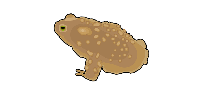 Free Toad Frog illustration and picture