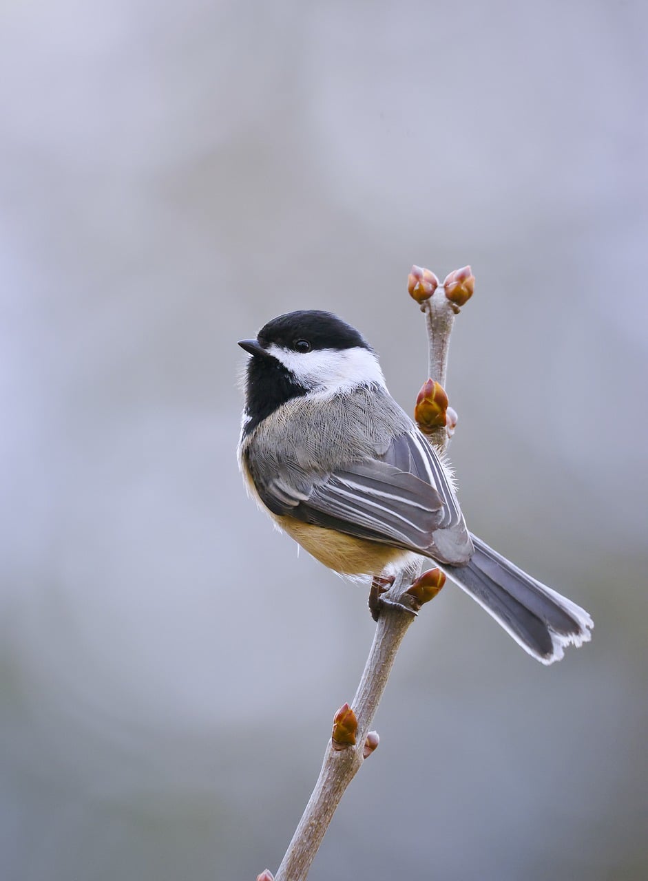 Black-Capped Chickadee Bird Nature - Free photo on Pixabay