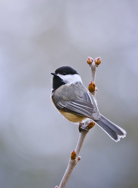 Schwarzkappen-Meisen, Vogel, Natur