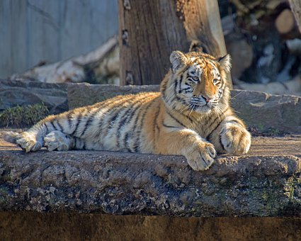 Free Tiger Amur photo and picture