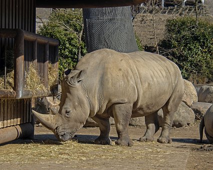 Free Rhinoceros Zoo photo and picture
