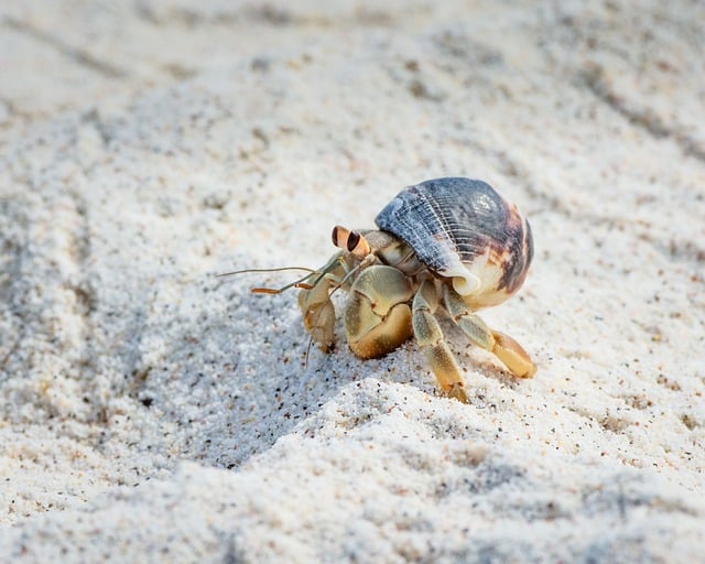 Galapagos, crab, nature and wildlife — photo by Drosera74