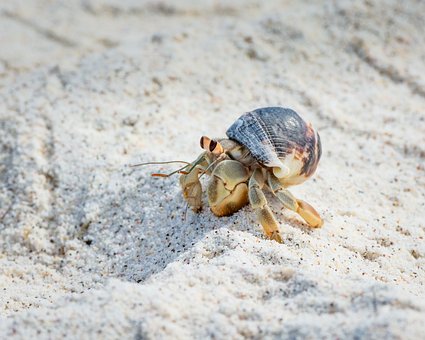 Galapágy, Krab, Příroda, Divoká Zvěř