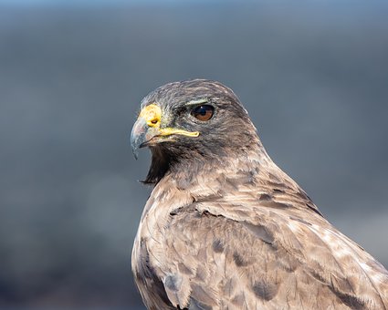 Galapágy, Příroda, Divoká Zvěř