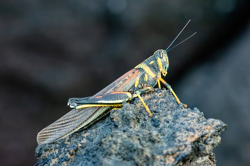 Galapágy, Hmyz, Příroda, Entomologie
