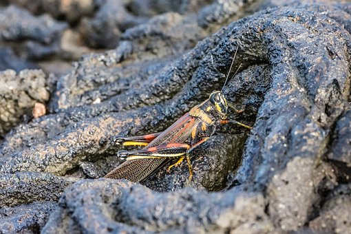 Galapágy, Hmyz, Příroda, Entomologie