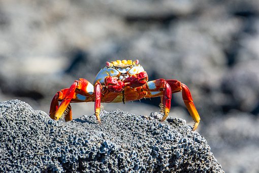 Galapágy, Krab, Příroda, Divoká Zvěř