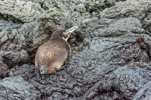 Galapágy, Příroda, Divoká Zvěř