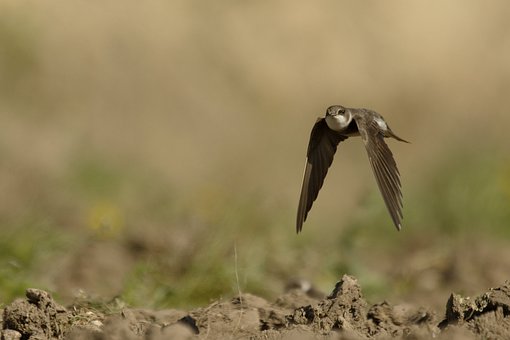 Engolir, Natureza, Pássaro, Voar