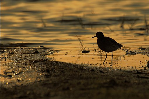 Pôr Do Sol, Pássaro, Água, Reflexo