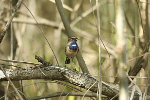 Pássaro, Peito-Azul, Natureza, Graveto
