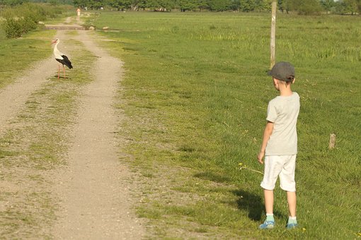 Encontro, Cegonha, Campo, Menino, Verão