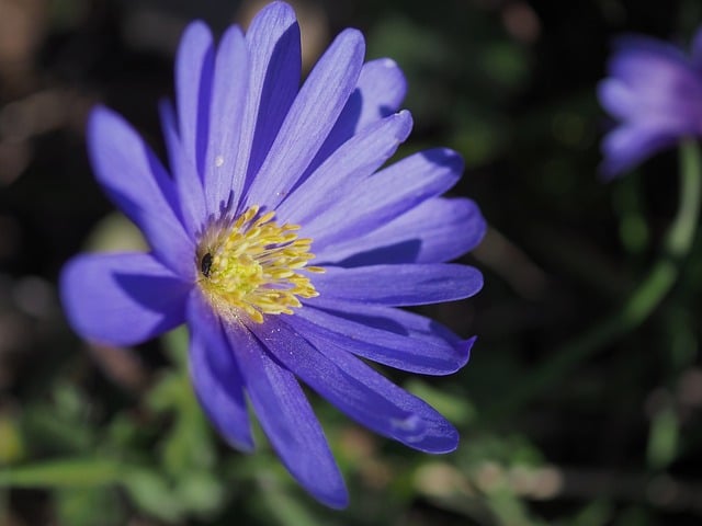 Free Anemone Nature photo and picture