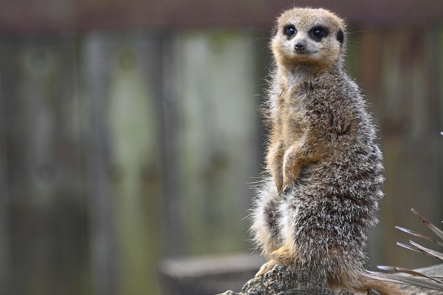 meerkat, mangoose, animal, nature, wildlife, mammal, fauna, zoo, london