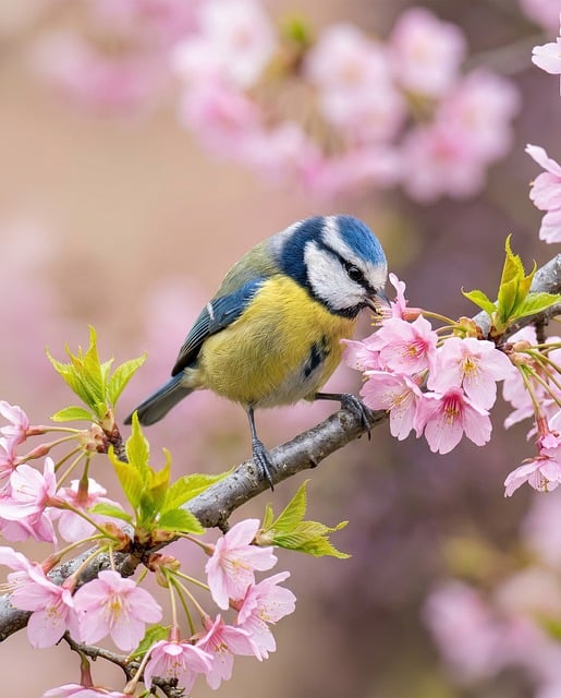 Free Blue Tit Bird photo and picture