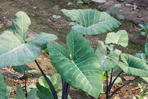 Free Leaf Garden photo and picture