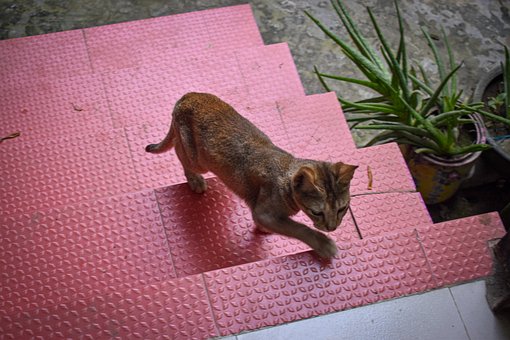 Free Cat Pet photo and picture