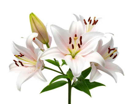 Free Pink Lily photo and picture