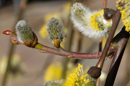 Pil, Blomsterstand, Fluffy, Natur, Håret