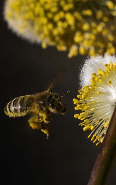 Bi, Pollen, Gul, Bestøvning, Pil, Natur