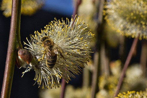 Bi, Pollen, Indsamle, Forår, Natur