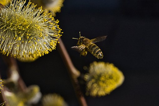 Bi, Honningbi, Pollen, Blomstre, Forår