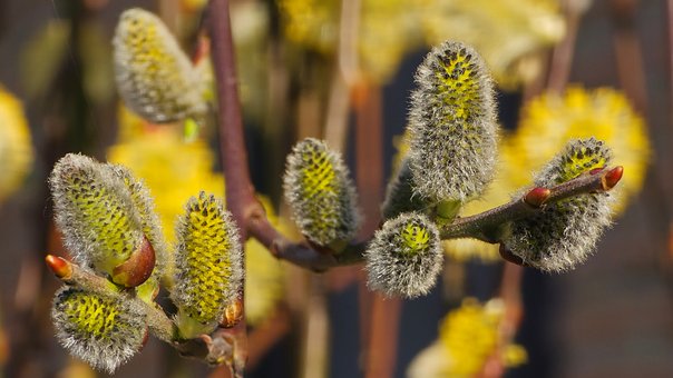 Pil, Blomsterstande, Forår, Gul, Natur
