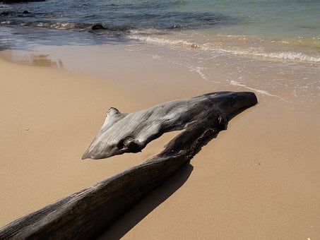 Strand, Meer, Sand, Treibholz, Baum