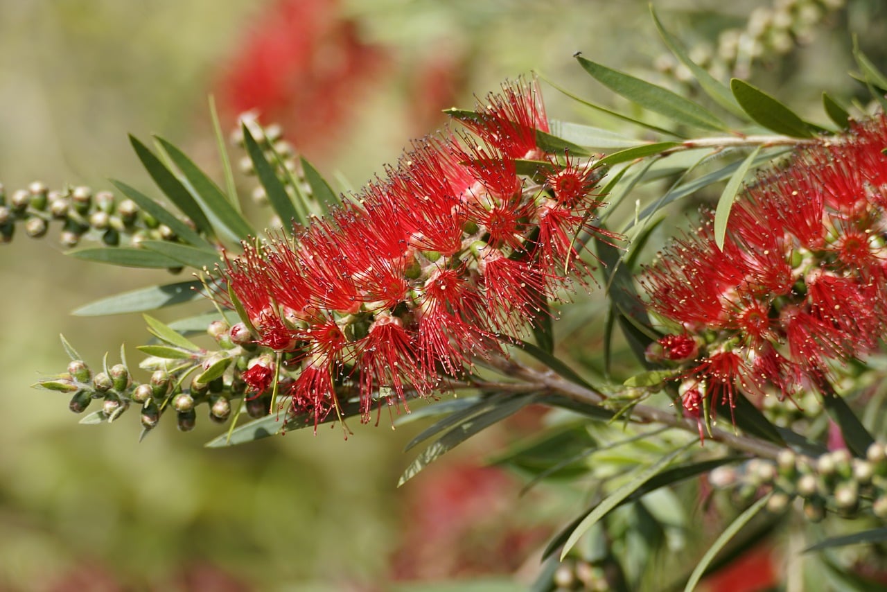 Acacia Tree Flowers - Free photo on Pixabay