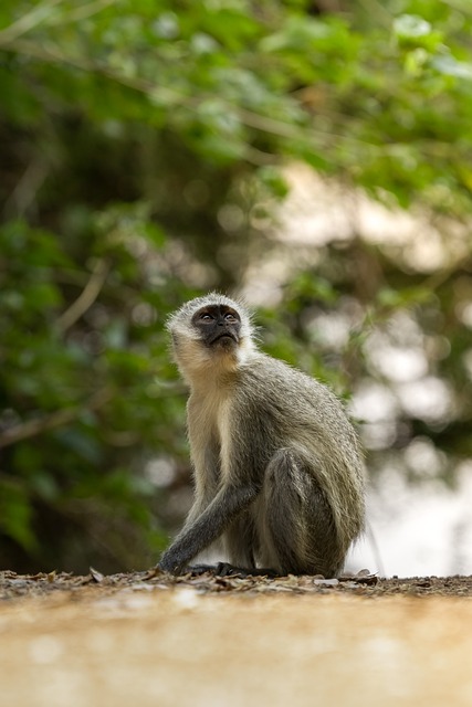 Afrika, Natur, Tier, Safari, Affe
