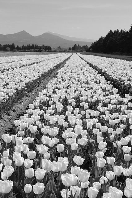 Free Field Tulips photo and picture