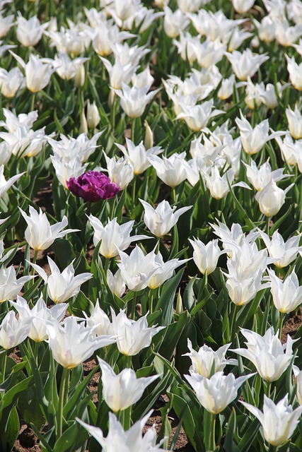 Free Flower Nature photo and picture