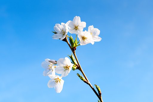 Naturaleza, Flor, Bloom, Primavera